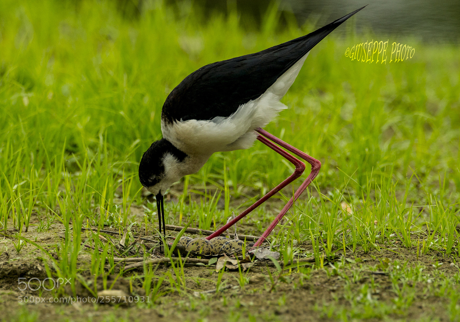 Canon EOS-1D X sample photo. Cavalierer d'italia su nido photography