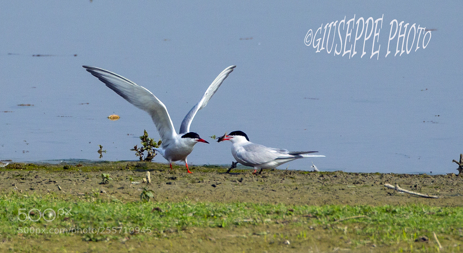Canon EOS-1D X sample photo. Sterne comune photography