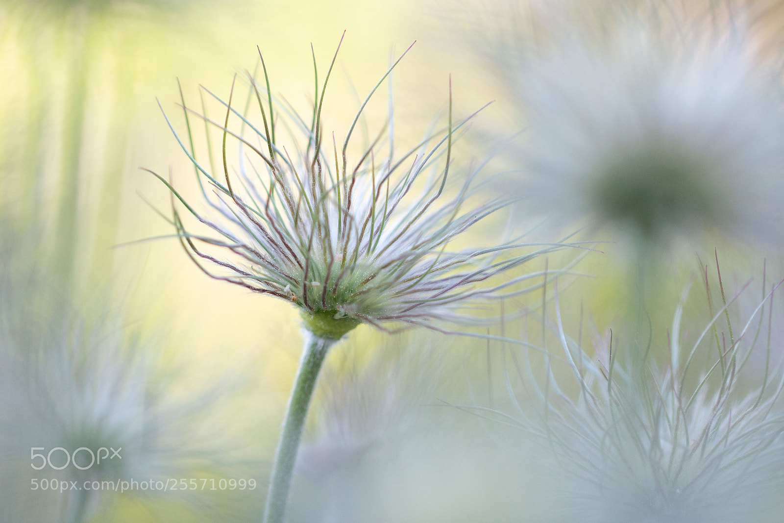 Canon EOS 70D sample photo. Pulsatilla halleri photography