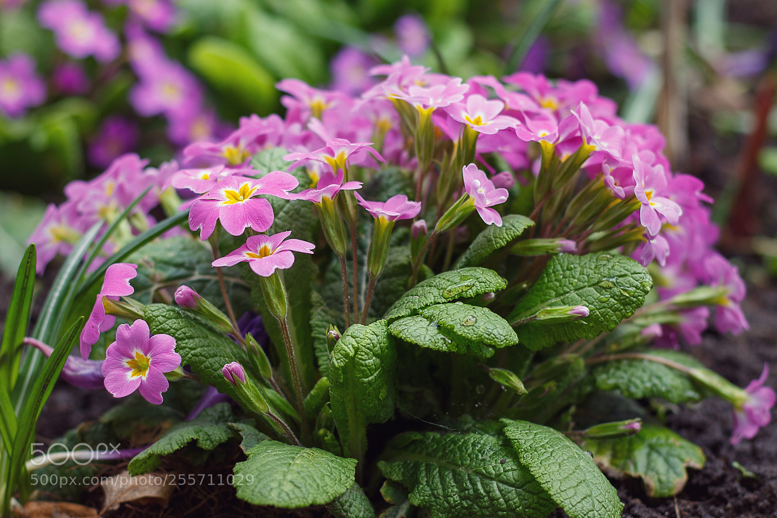 Canon EOS 700D (EOS Rebel T5i / EOS Kiss X7i) sample photo. Spring primrose photography