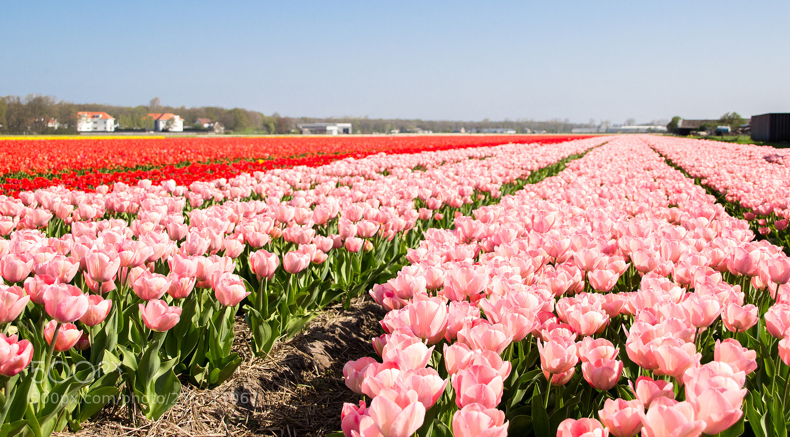 Canon EOS 100D (EOS Rebel SL1 / EOS Kiss X7) sample photo. Tulip days photography