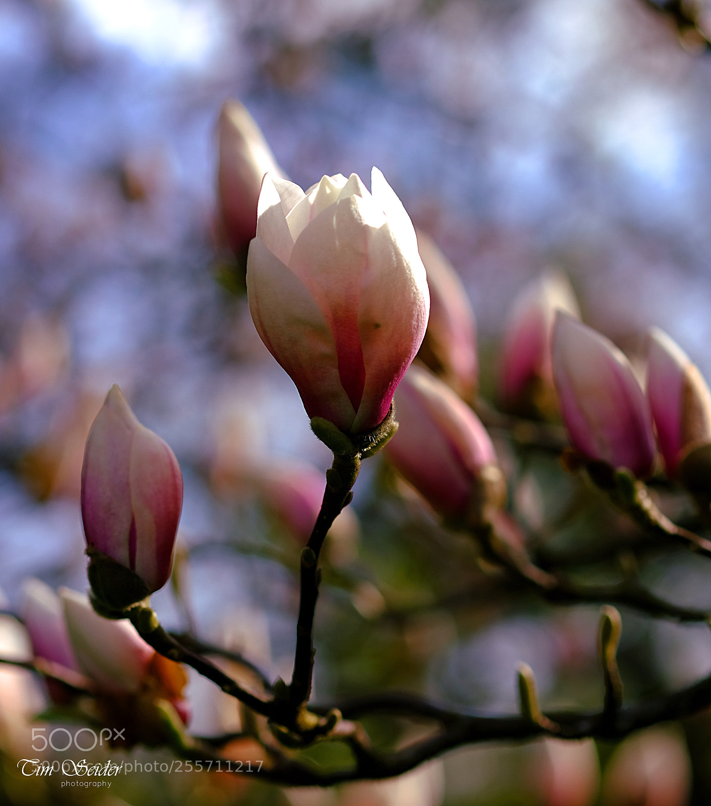 Fujifilm X-T20 sample photo. Magnolia photography