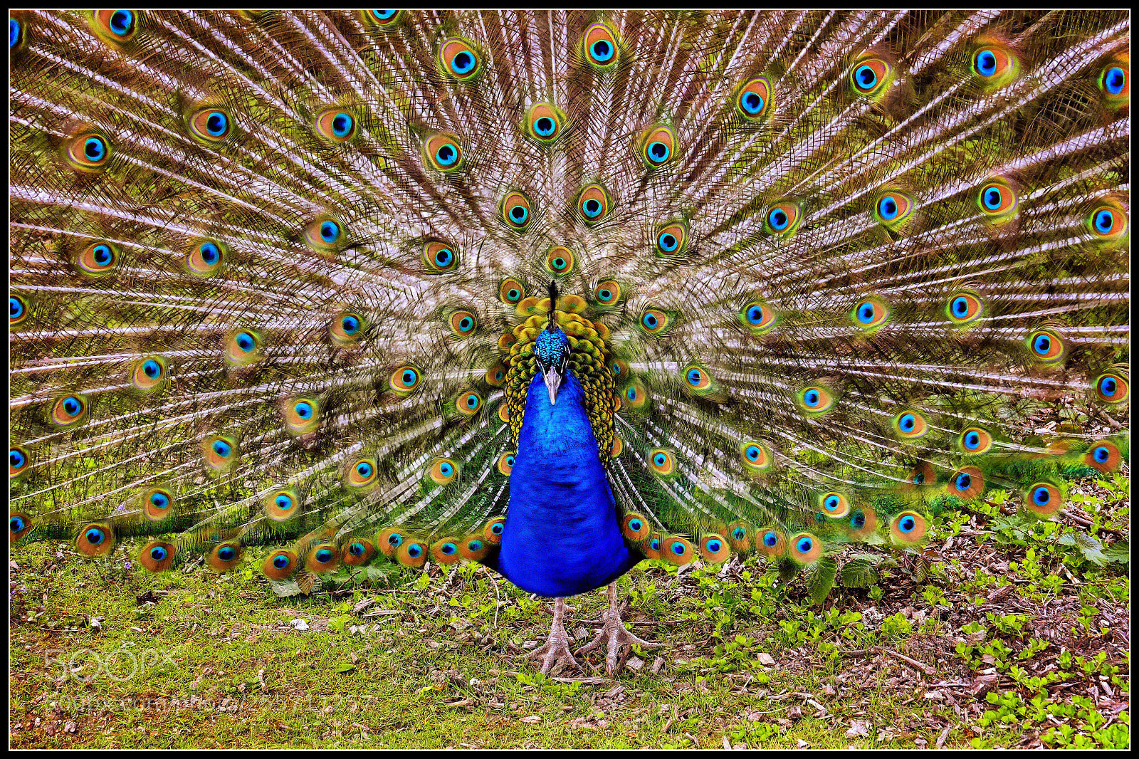 Panasonic Lumix DMC-FZ1000 sample photo. The  peacock photography