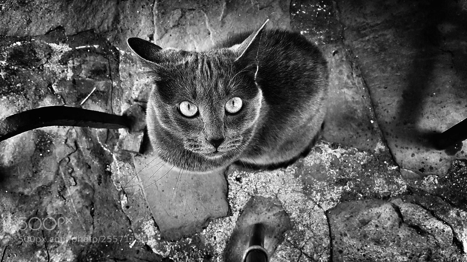 Samsung Galaxy S7 sample photo. Cat in black photography