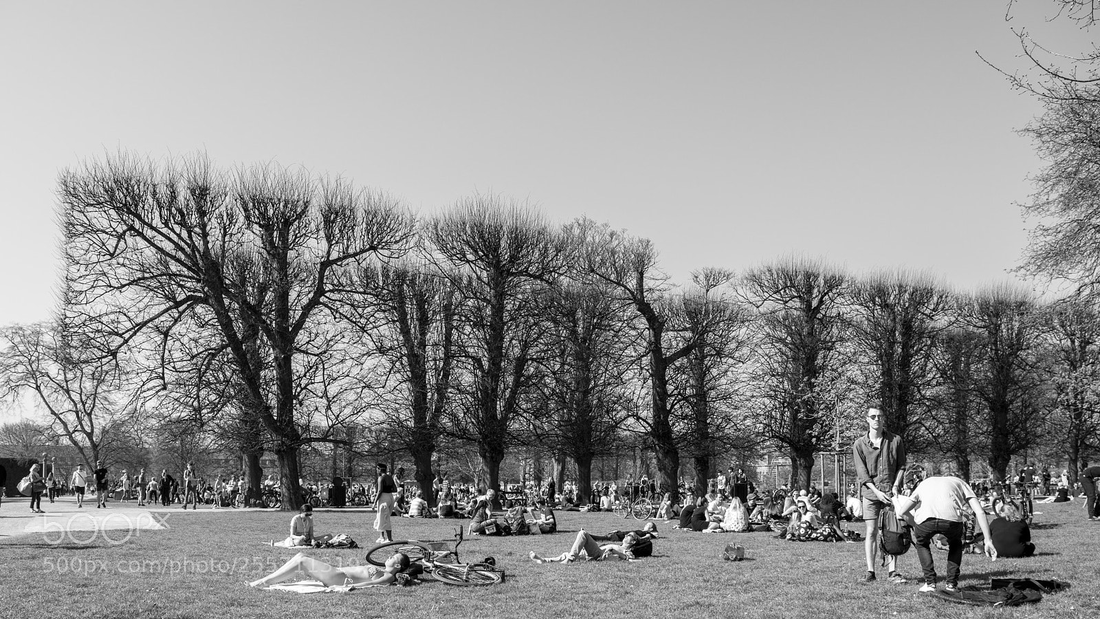 Nikon D850 sample photo. Spring in king's garden photography