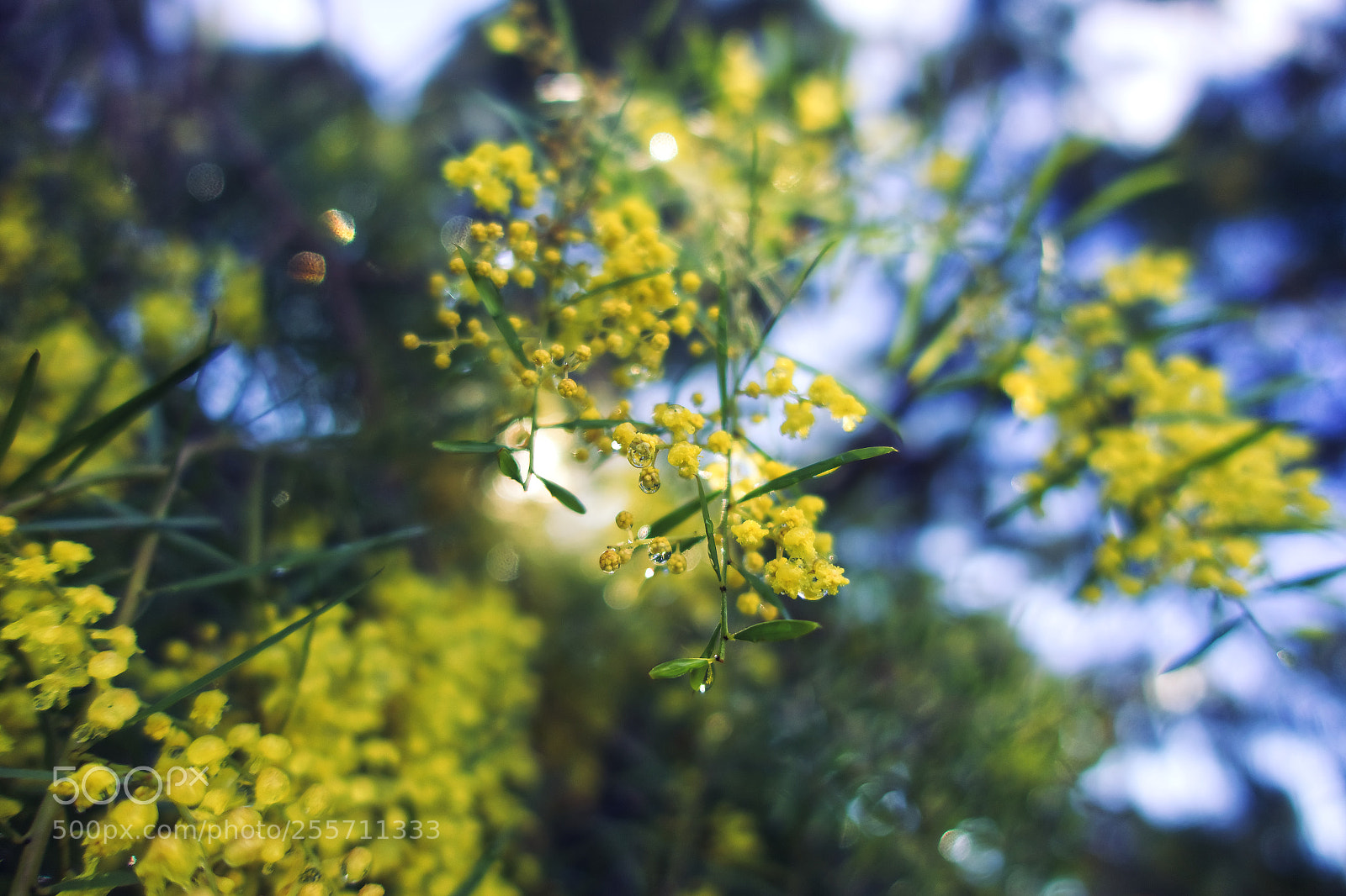 Sony Cyber-shot DSC-RX100 III sample photo. Winter mimosa photography