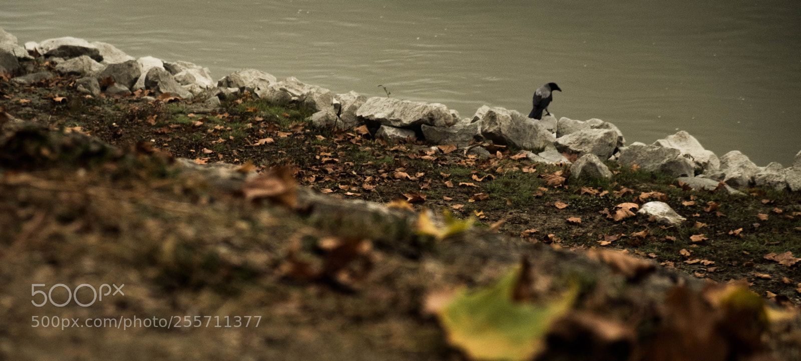 Fujifilm X-T2 sample photo. Who is watching who photography