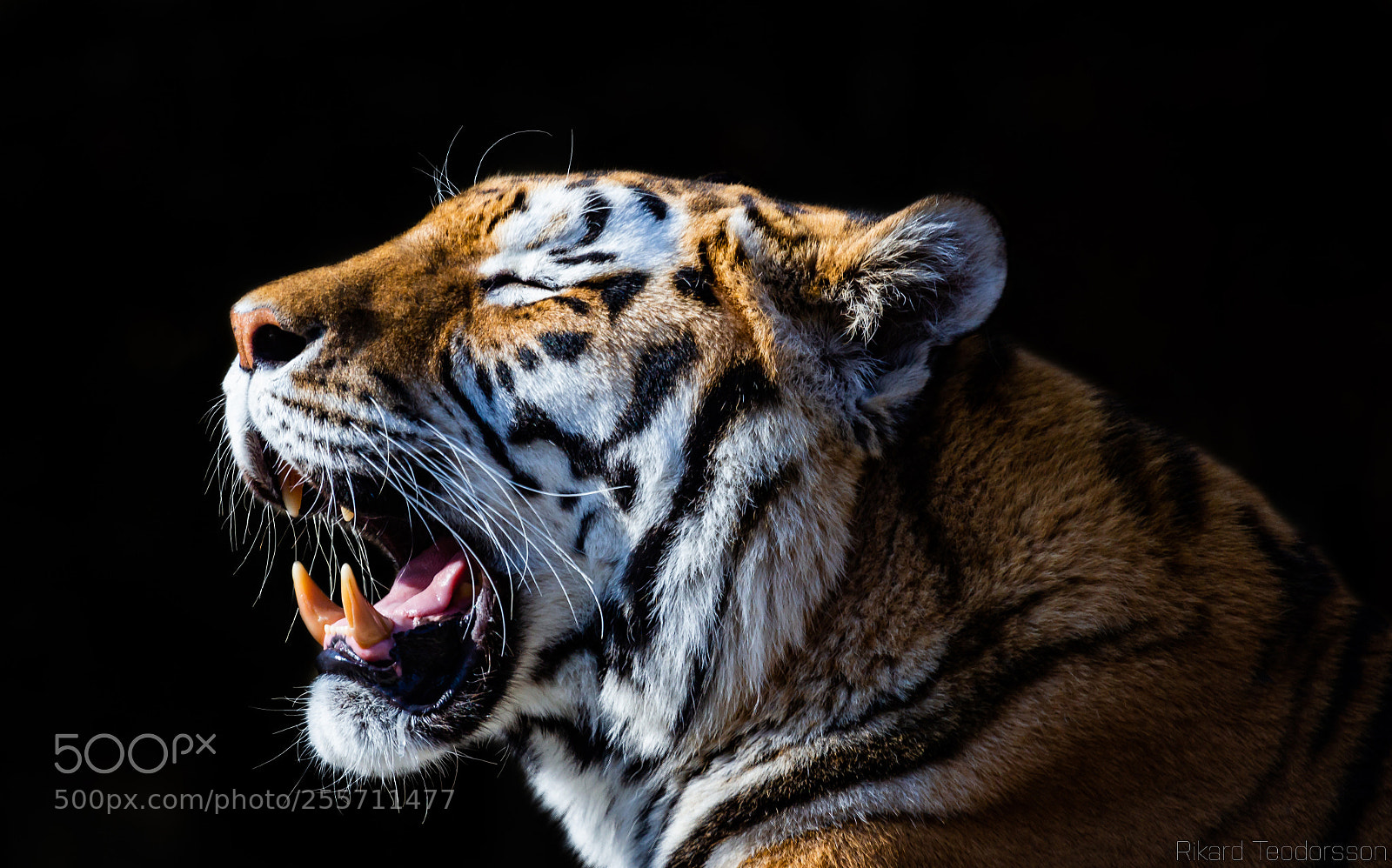 Canon EOS 650D (EOS Rebel T4i / EOS Kiss X6i) sample photo. Panthera tigris altaica photography
