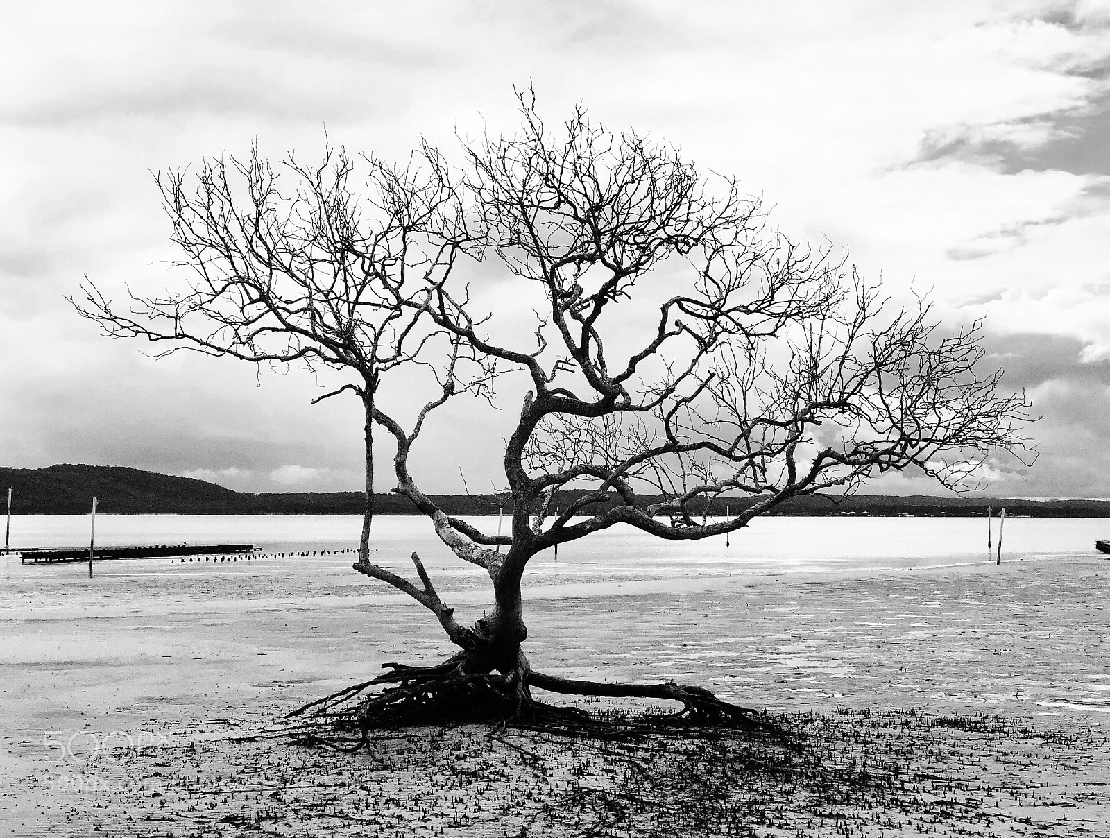 Apple iPhone 8 Plus sample photo. Another wanaka tree photography