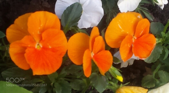 Samsung Galaxy S4 sample photo. Untitled photography