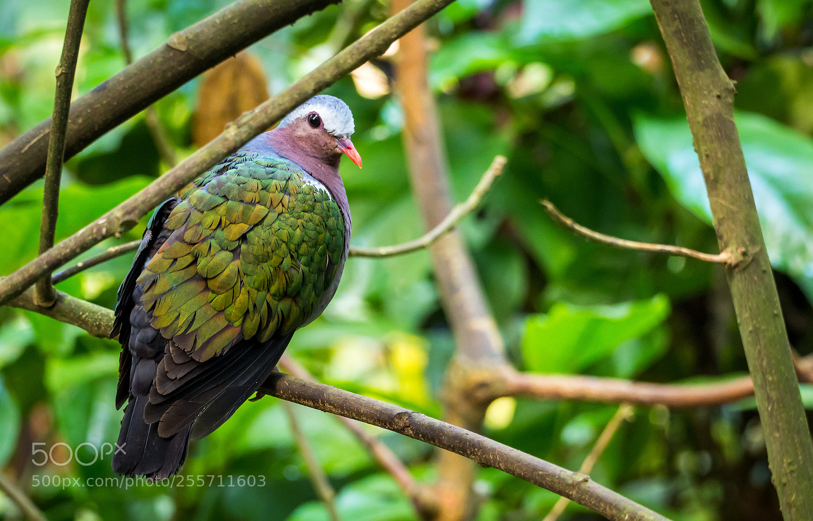 Olympus OM-D E-M10 sample photo. Colourful pigeon photography