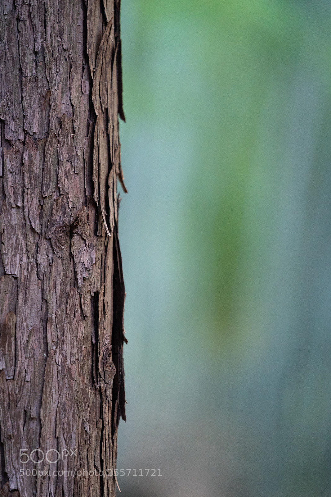 Sony a9 sample photo. Tree. photography