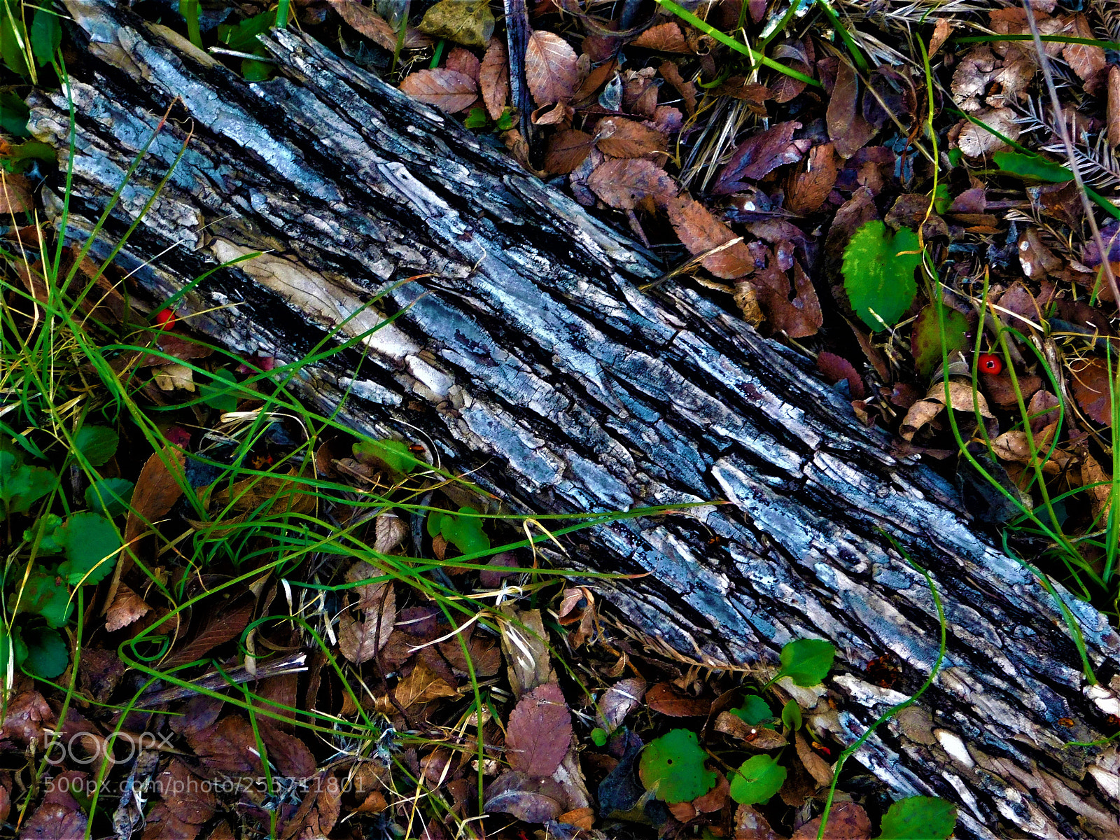Nikon Coolpix B500 sample photo. () photography