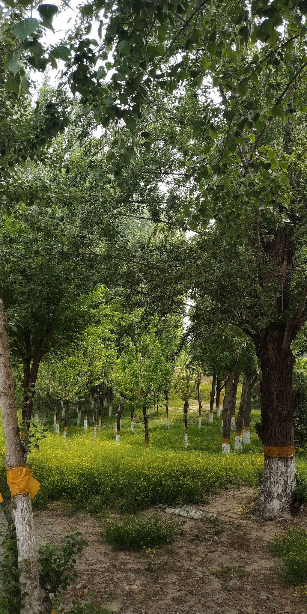 Xiaomi MIX 2 sample photo. 4 photography