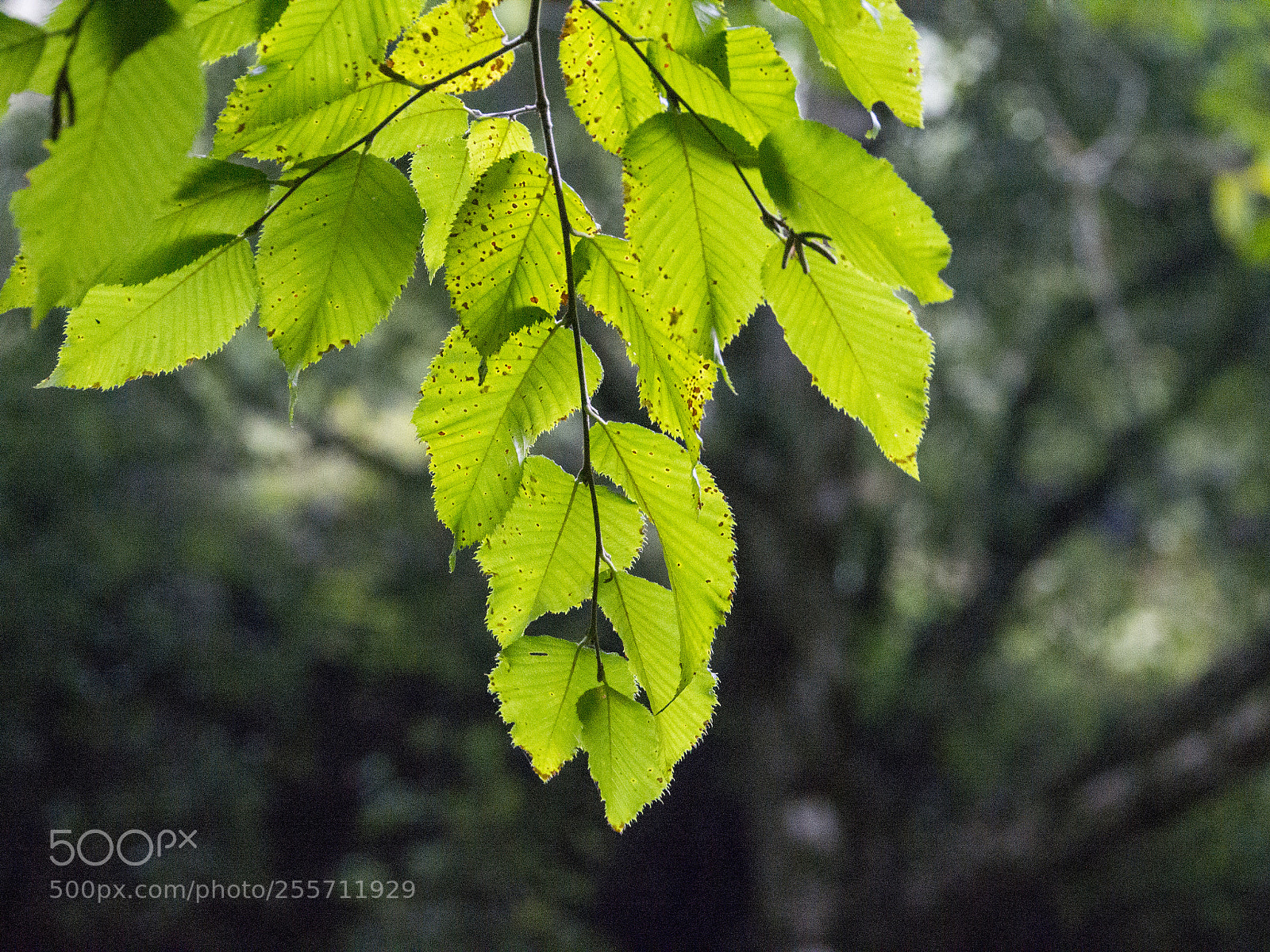 Olympus OM-D E-M5 sample photo. Olympus digital camera photography