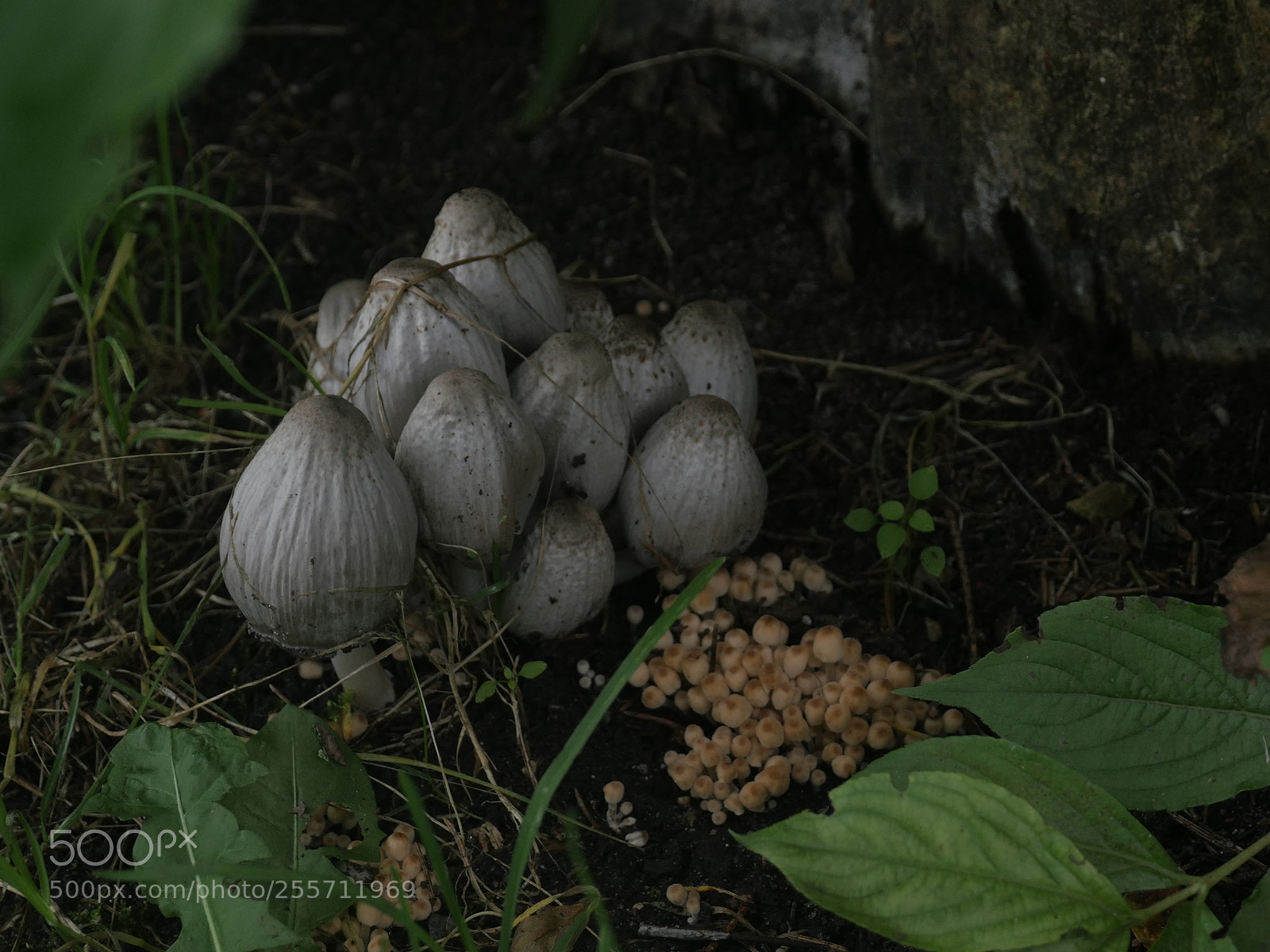 Panasonic Lumix DMC-GH4 sample photo. B () photography