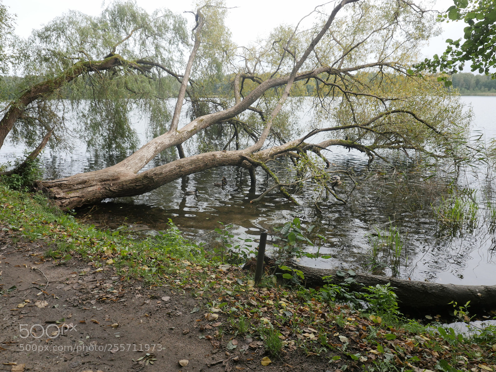 Panasonic Lumix DMC-GH4 sample photo. B () photography