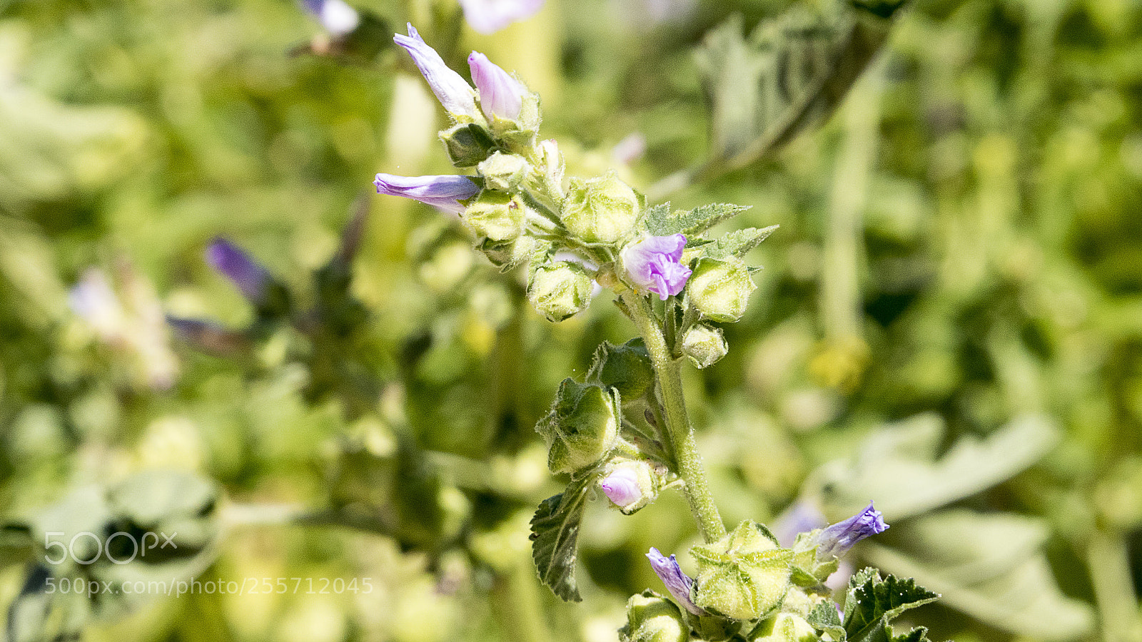 Panasonic Lumix DMC-GH4 sample photo. B () photography