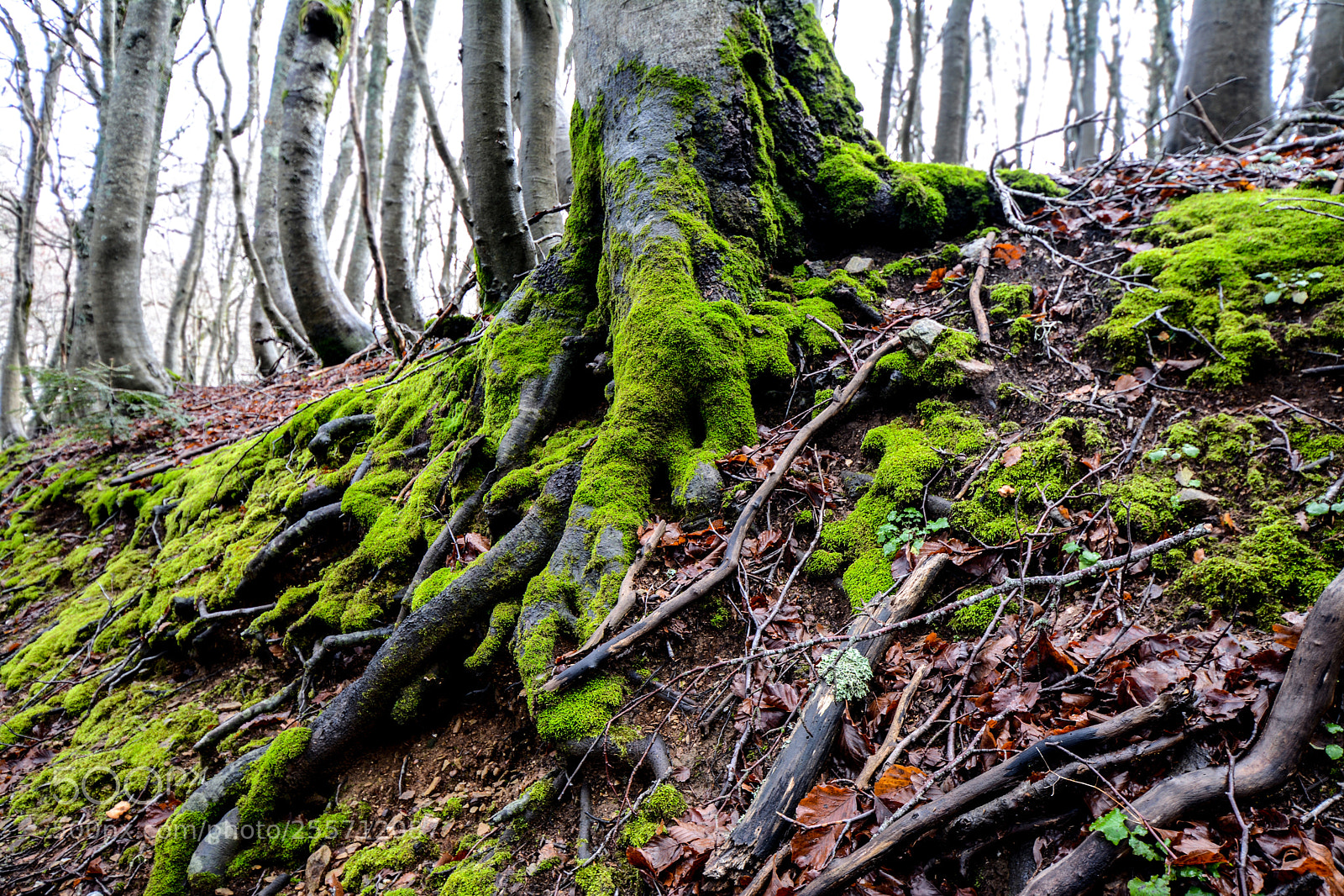 Nikon D7100 sample photo. B () photography