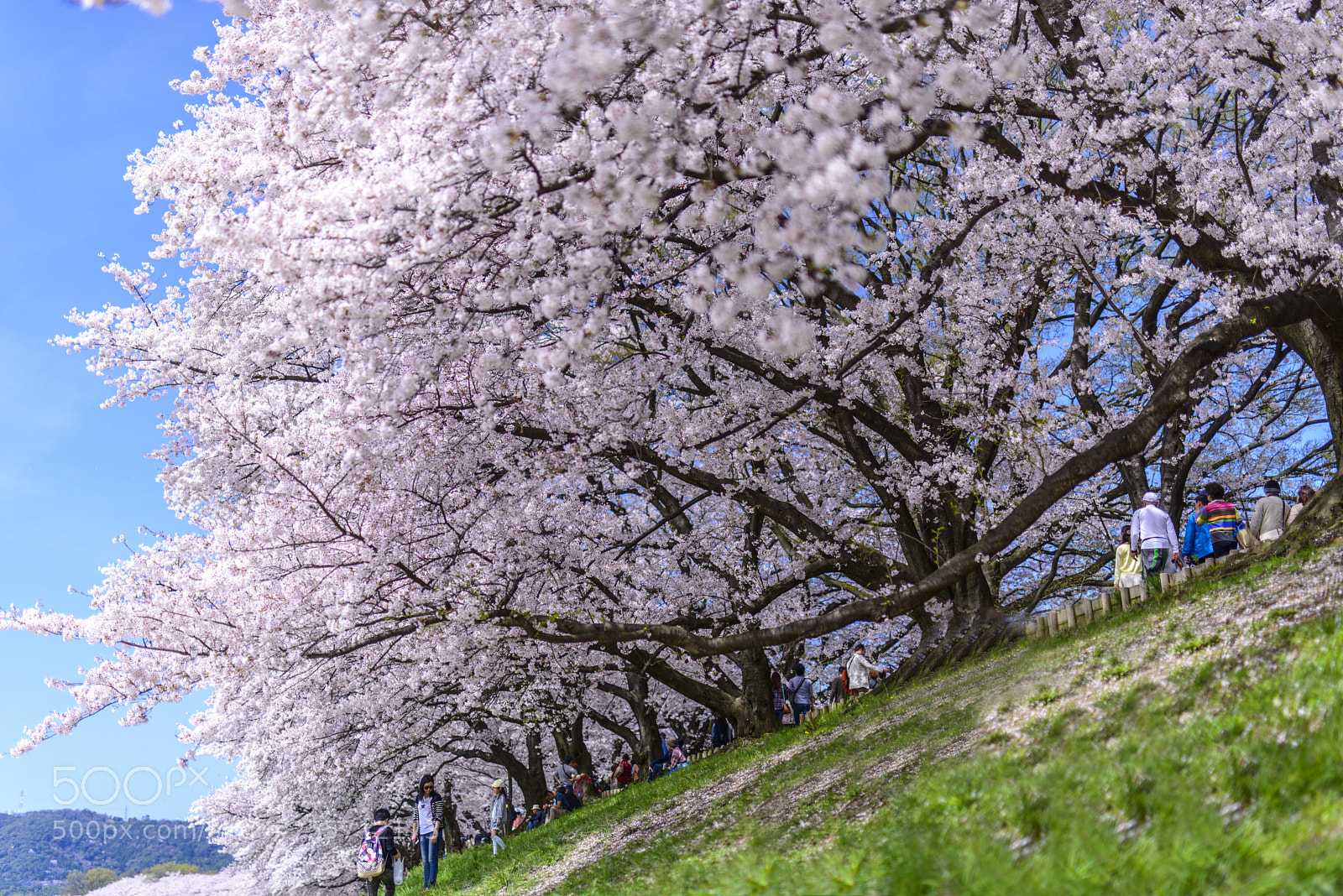 Nikon D800 sample photo. Sakura at yodogawa riverside photography