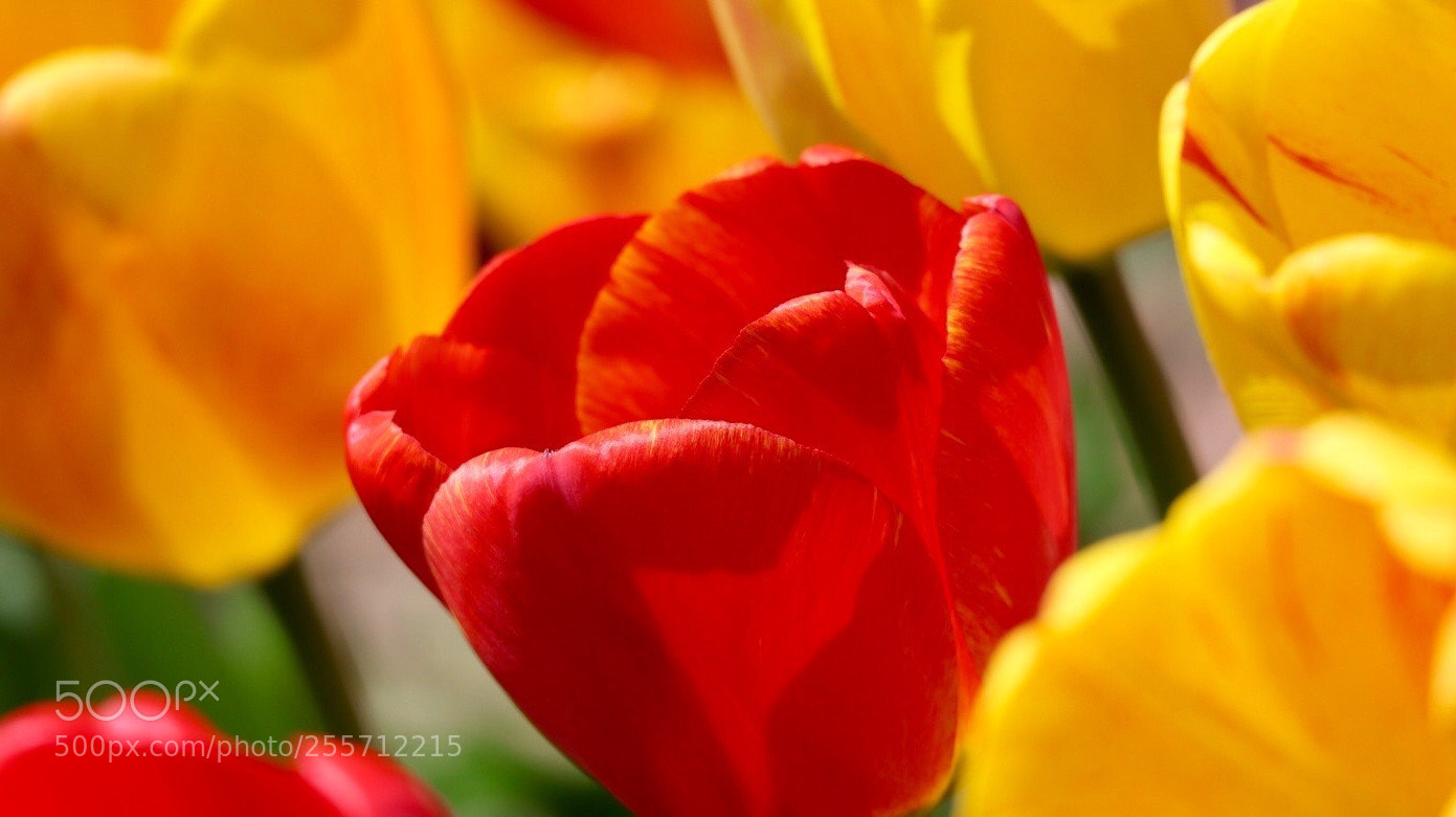 Canon EOS M50 (EOS Kiss M) sample photo. Red & yellow photography