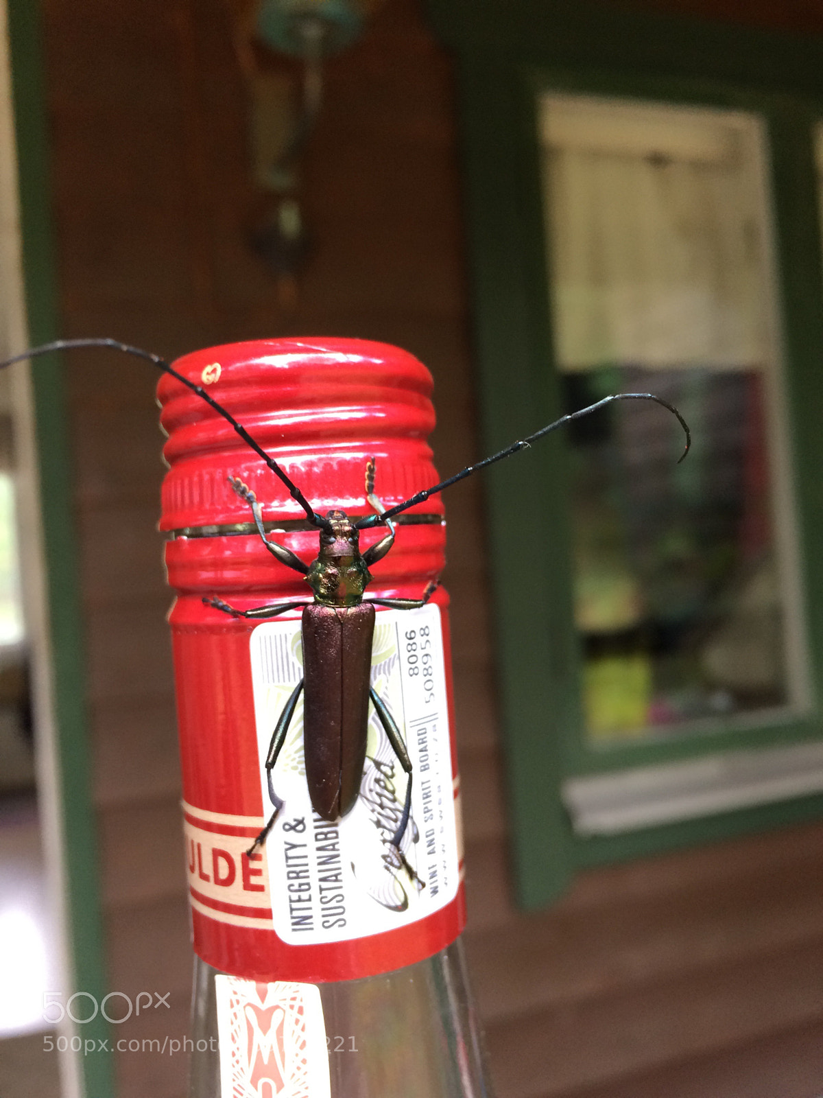 Apple iPhone 5s sample photo. ”birdie nam nam”? photography