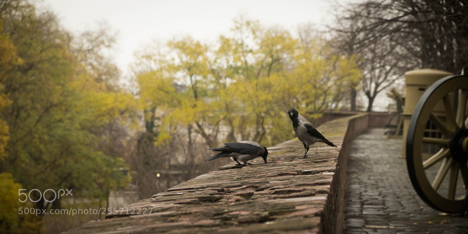 Fujifilm X-T2 sample photo. Birds watching me photography