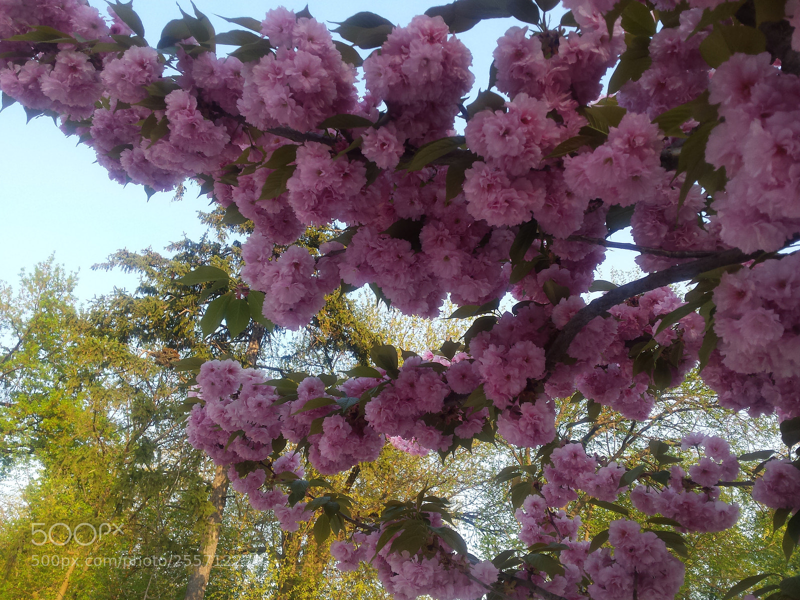 Samsung Galaxy S4 sample photo. Untitled photography