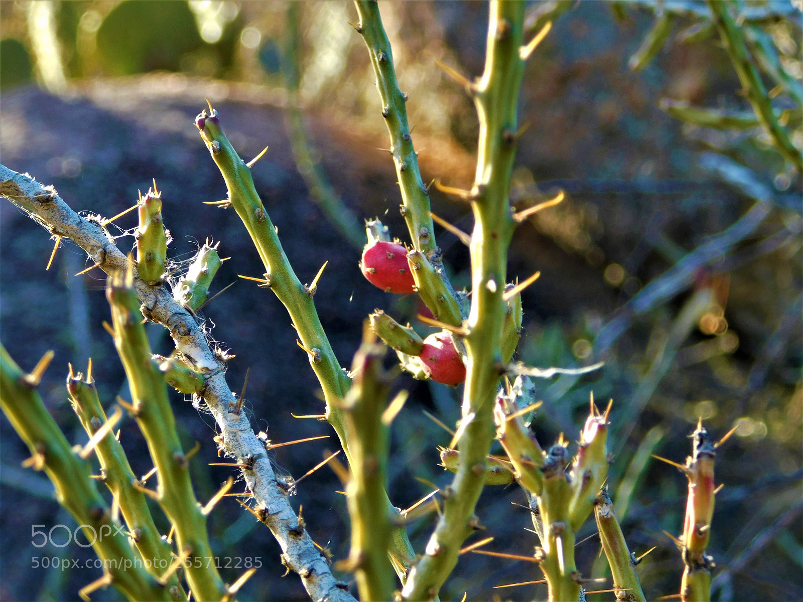 Nikon Coolpix B500 sample photo. () photography