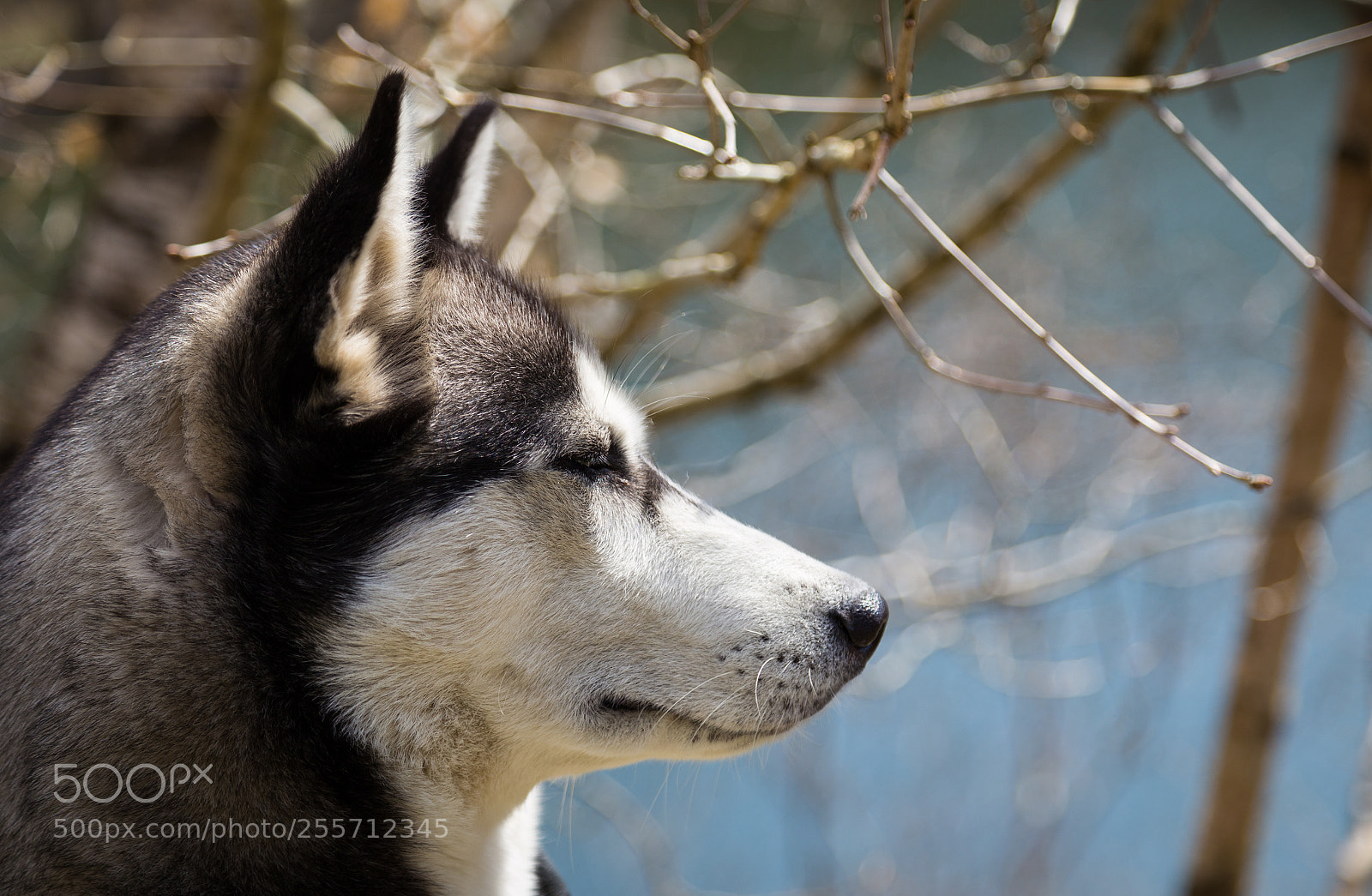 Canon EOS 6D sample photo. Enjoying the spring photography