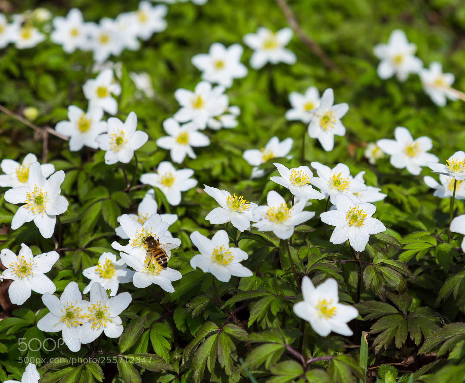 Canon EOS 6D sample photo. Spring photography