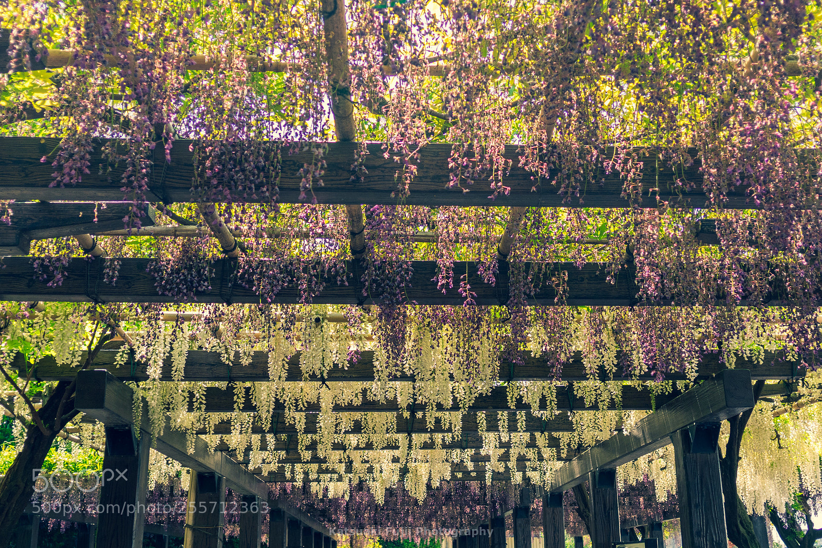 Olympus OM-D E-M1 sample photo. Wisteria trellis photography