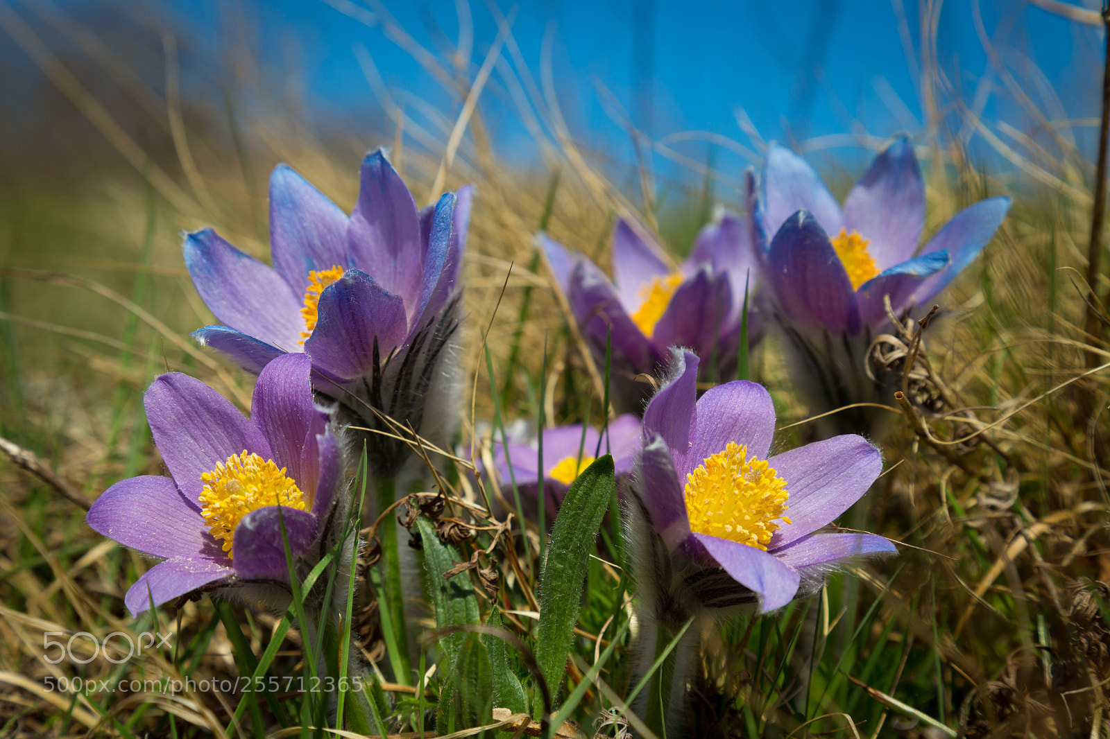 Canon EOS 6D sample photo. Flowers photography