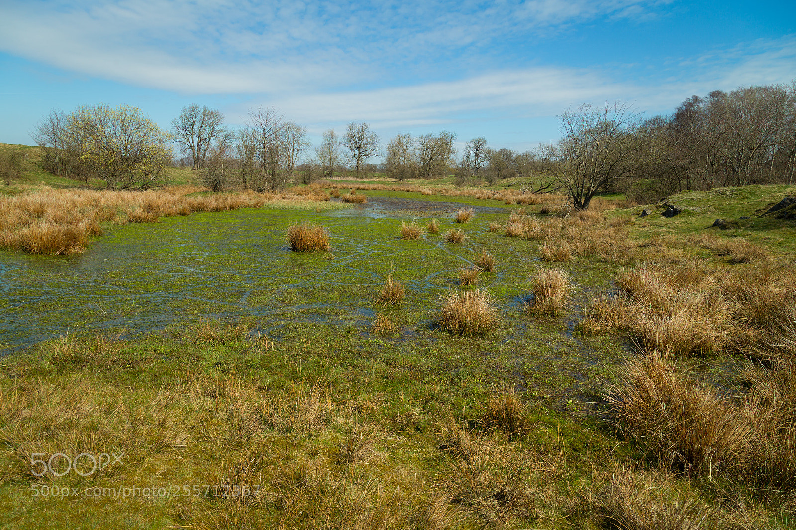 Canon EOS 6D sample photo. Swamp photography