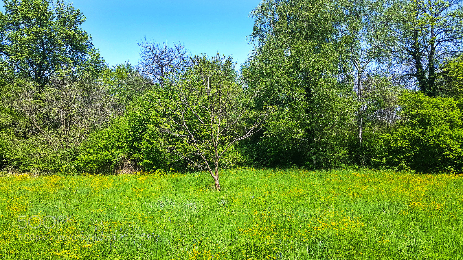 Samsung Galaxy S6 sample photo. Green explosion photography