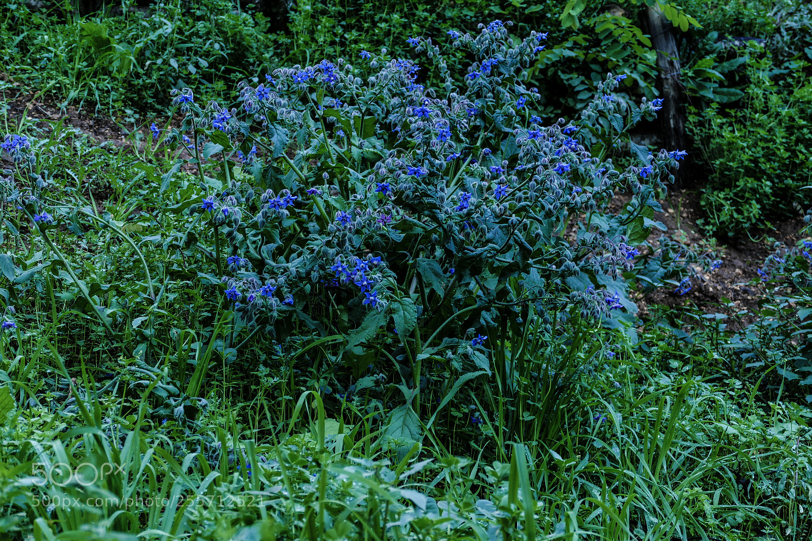 Panasonic Lumix DMC-FZ1000 sample photo. B () photography
