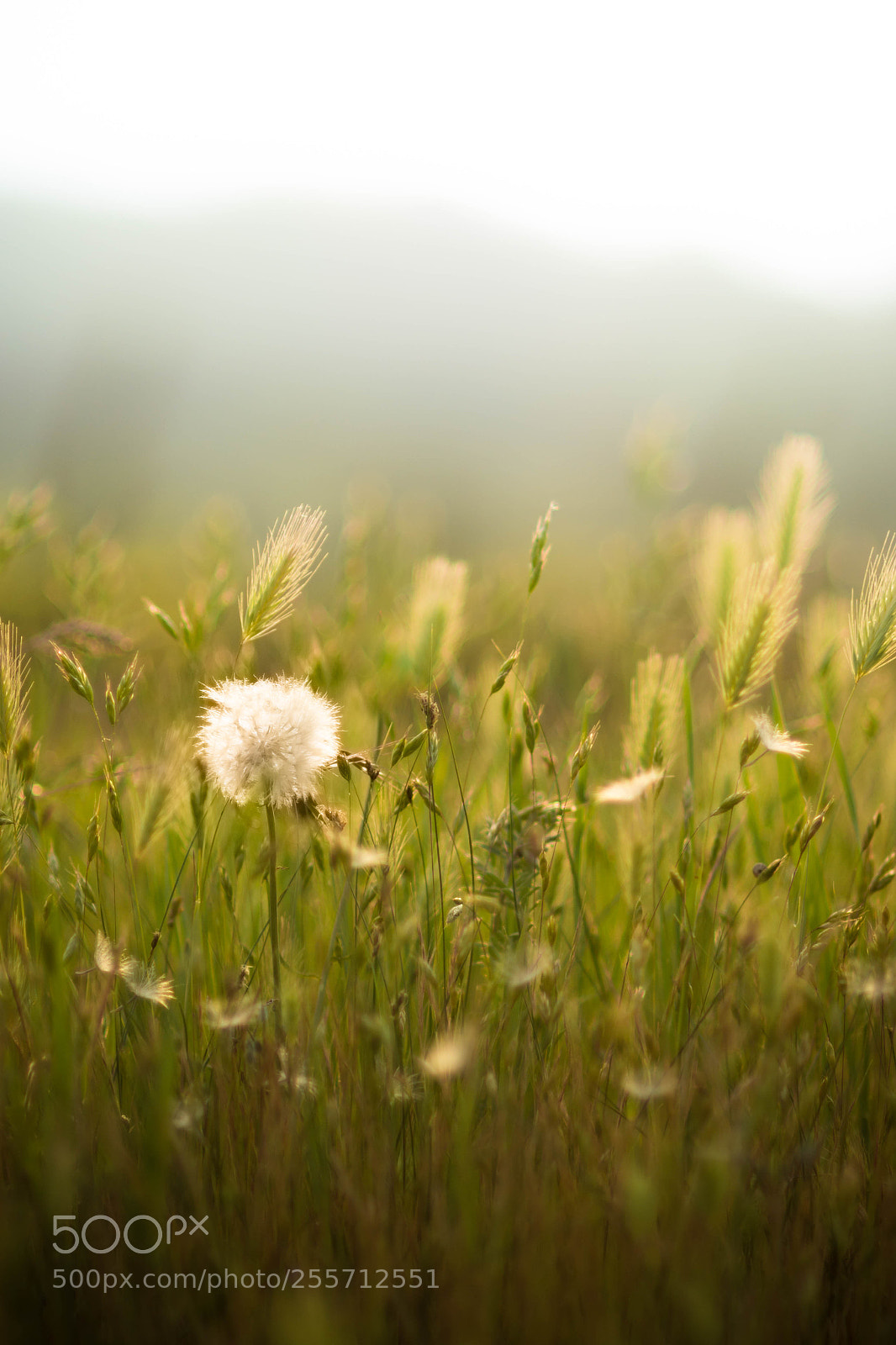 Nikon D7200 sample photo. . photography