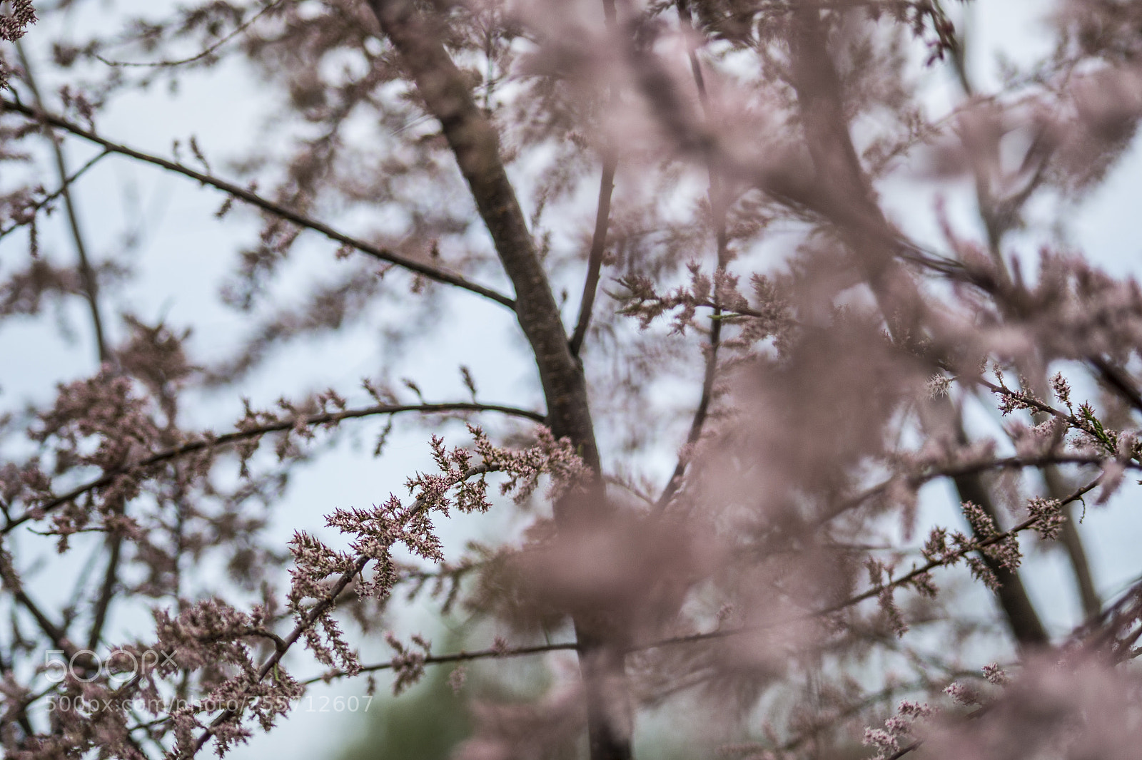 Nikon D3100 sample photo. B () photography