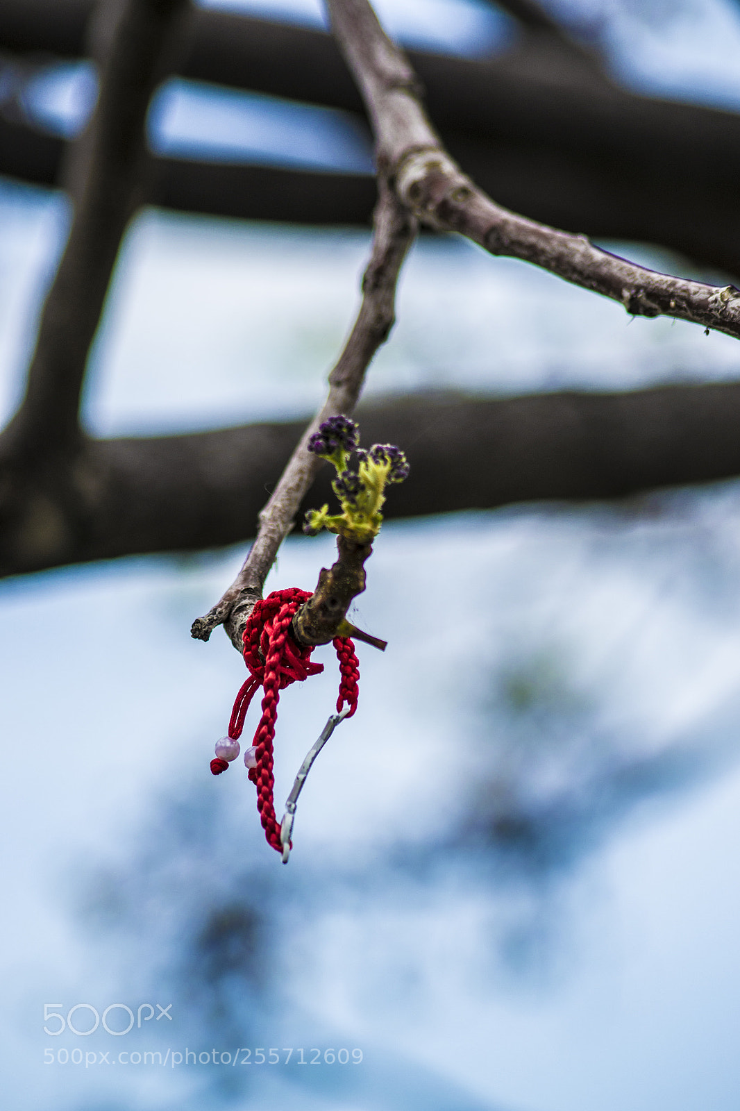 Nikon D3100 sample photo. B () photography