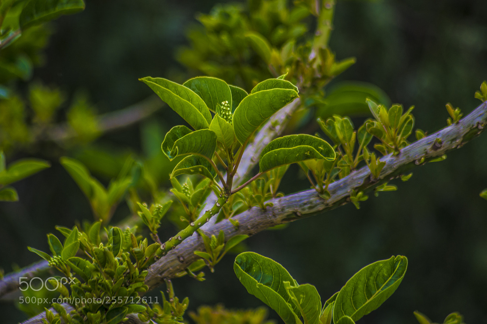 Nikon D3100 sample photo. B () photography