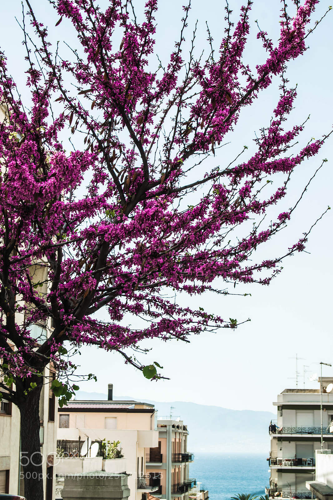 Nikon D3100 sample photo. B () photography