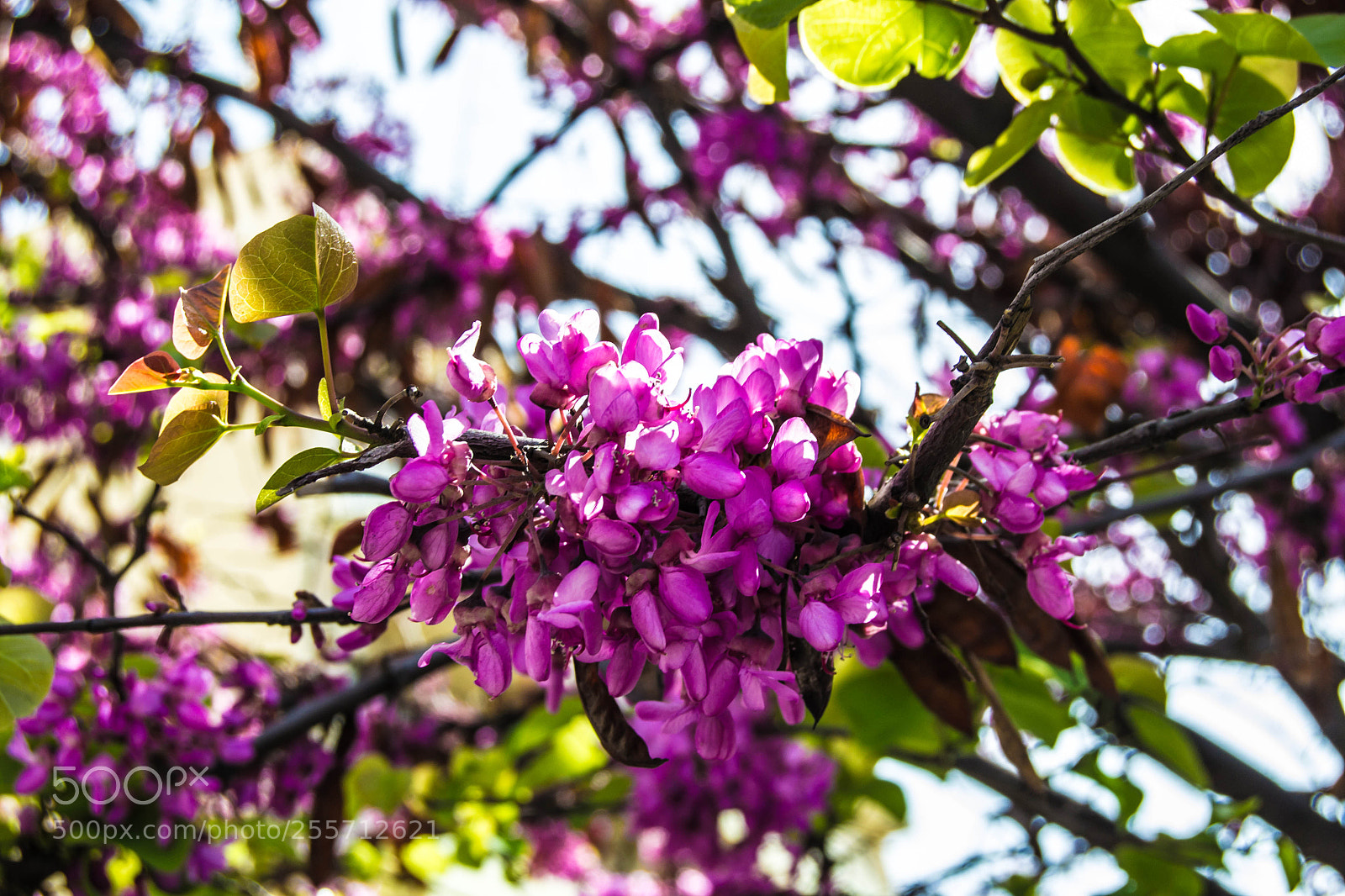 Nikon D3100 sample photo. B () photography