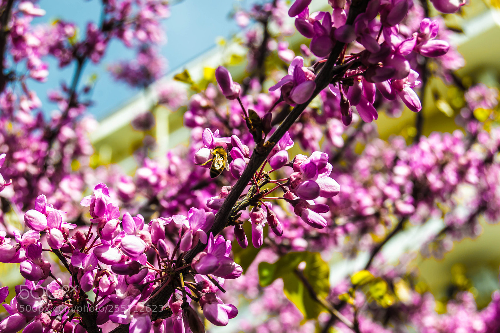 Nikon D3100 sample photo. B () photography