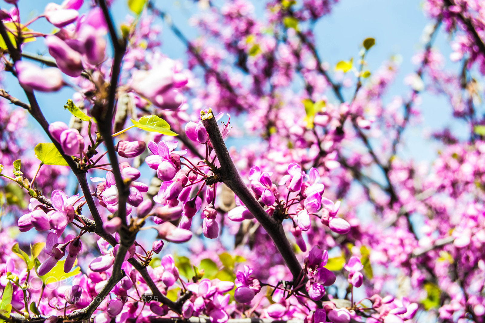 Nikon D3100 sample photo. B () photography
