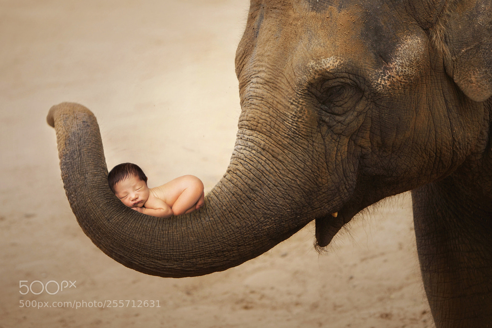 Canon EOS 5D Mark II sample photo. Elephants lullaby photography