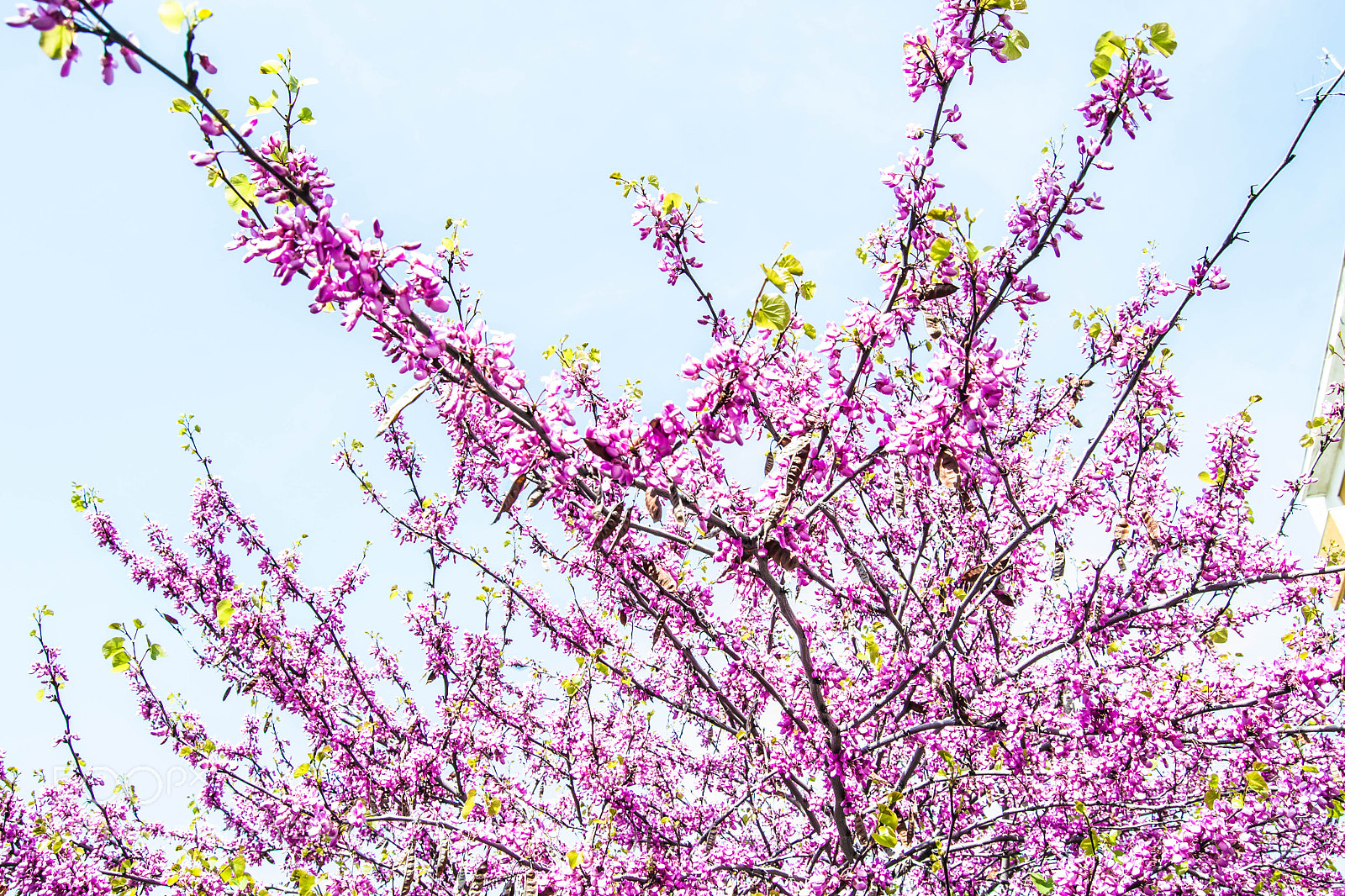Nikon D3100 sample photo. B () photography