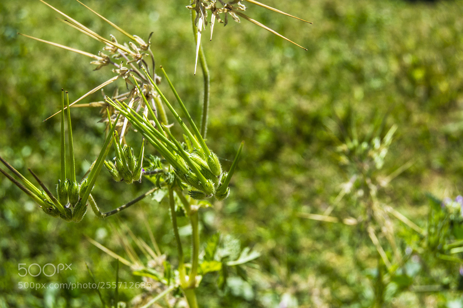 Nikon D3100 sample photo. B () photography