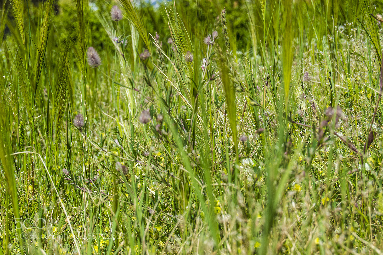 Nikon D3100 sample photo. B () photography