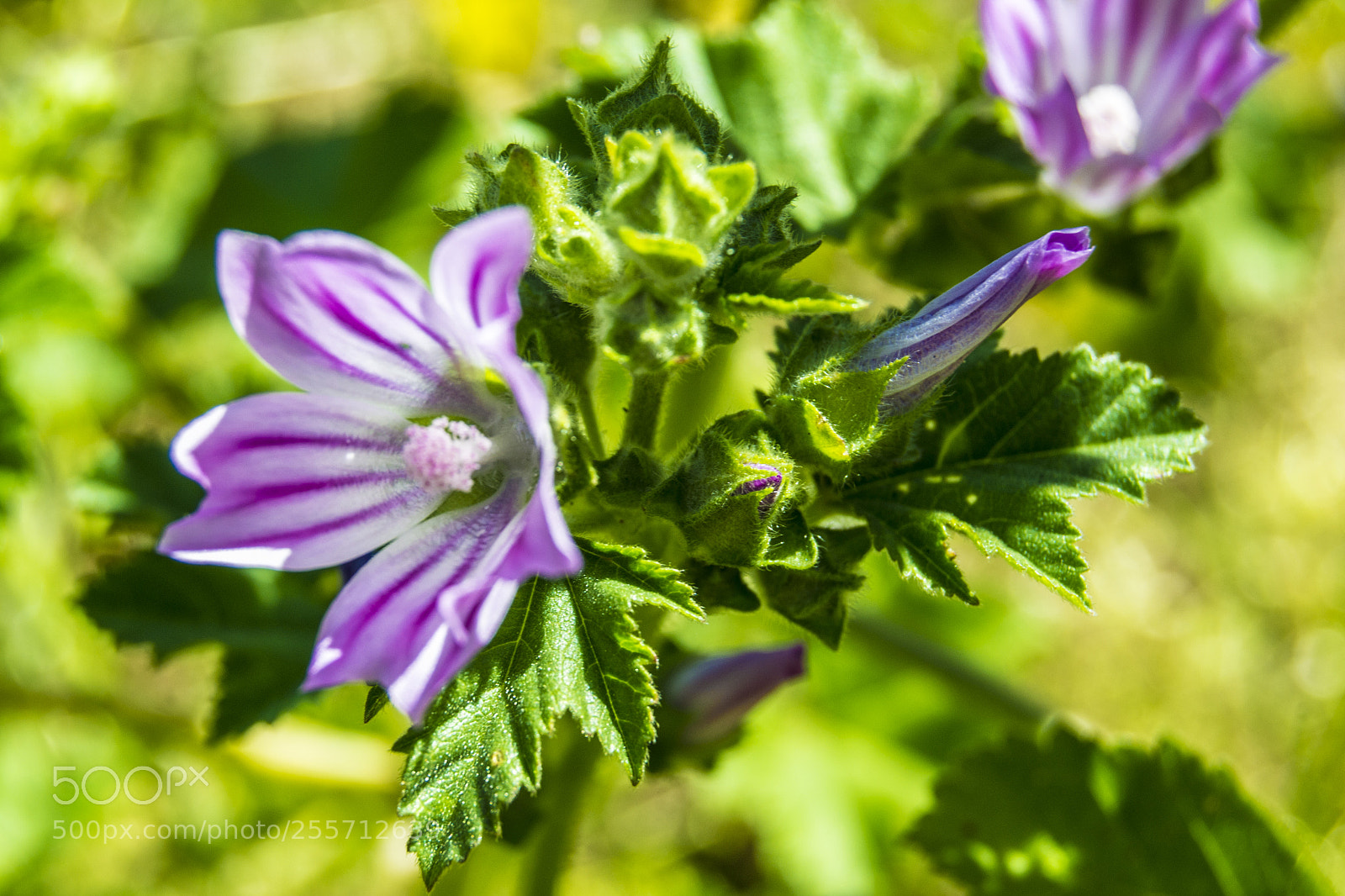 Nikon D3100 sample photo. B () photography