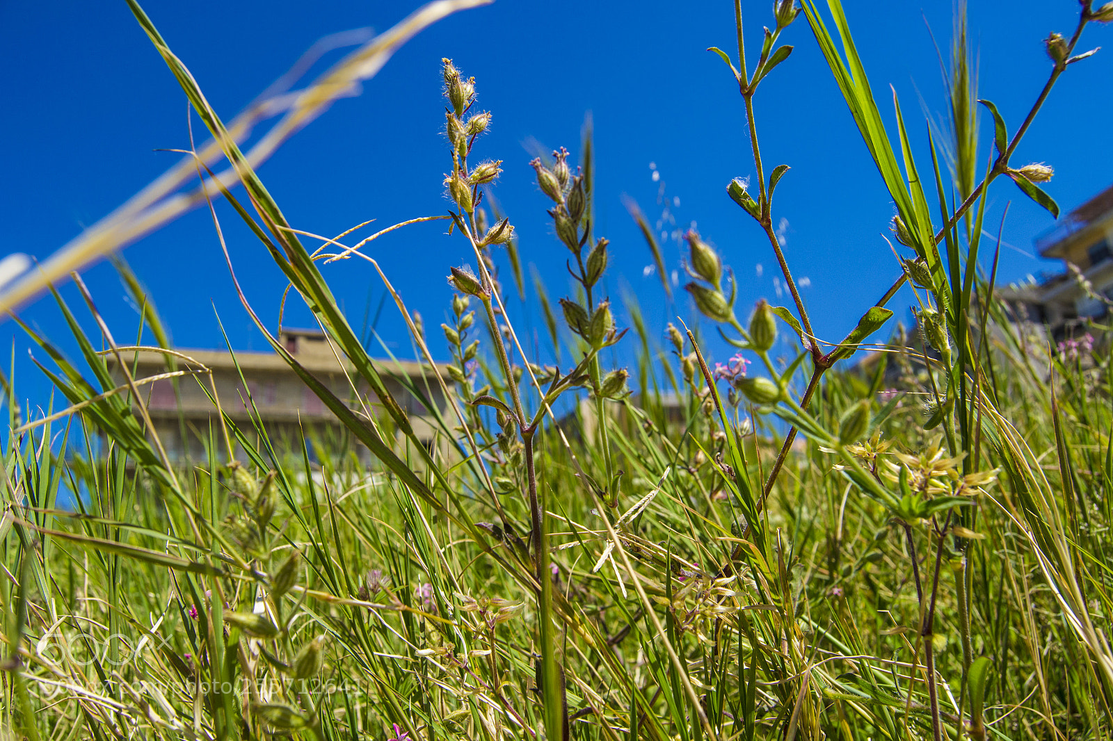 Nikon D3100 sample photo. B () photography